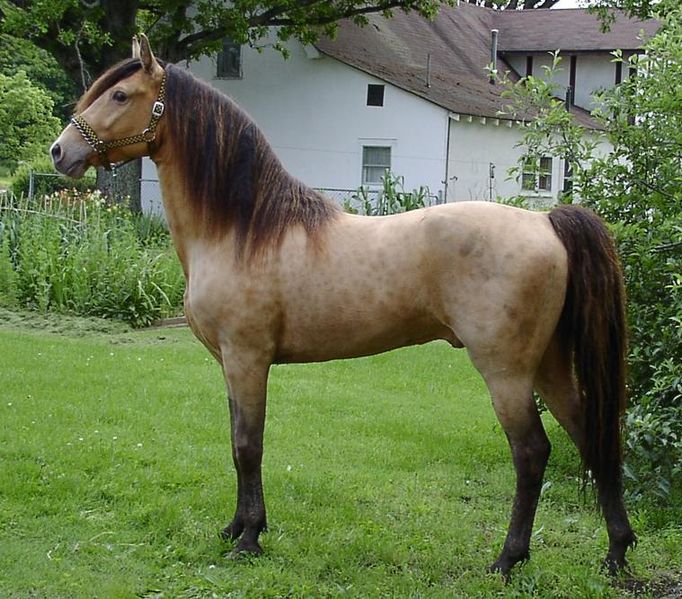 Criollo-Horse-Images.jpg