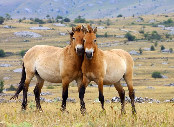 are horses prey animals