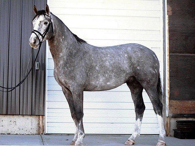 Canadian Sport Horse Breed Information, History, Videos, Pictures