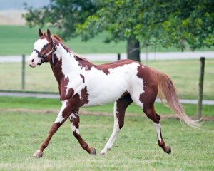 American Paint Horse Info, Origin, History, Pictures