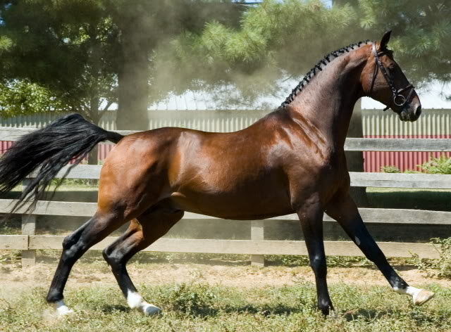 Hackney Pony Horse Breed Profile And Riding Lesson Mammal Age