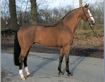 Danish Warmblood Horse Info, Origin, History, Pictures