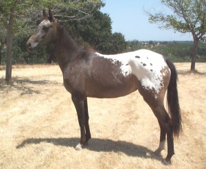 Nez Perce Horse Info, Origin, History, Pictures