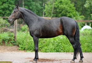 Russian Horse Info, Origin, History, Pictures