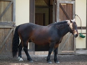 Retuerta Horse Info, Origin, History, Pictures