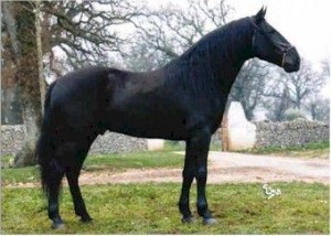 San Fratello Horse Info, Origin, History, Pictures