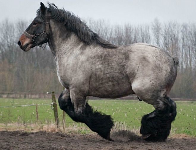 black belgian horse