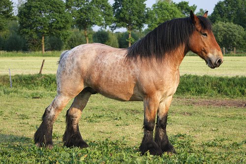 Ardennes Horse Breed: Facts, Lifespan & Cost - The Roping Pen