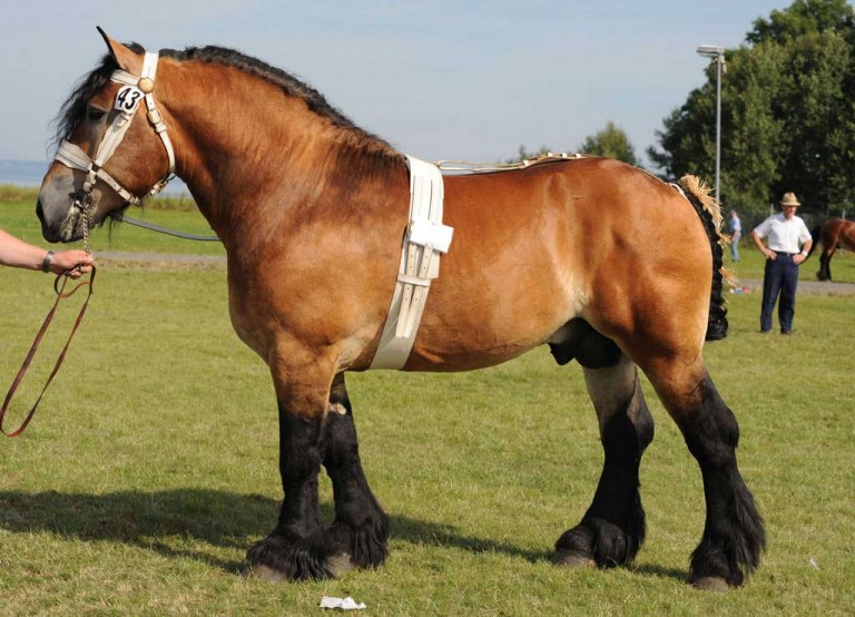 Swedish Ardennes Horse Info, Origin, History, Pictures