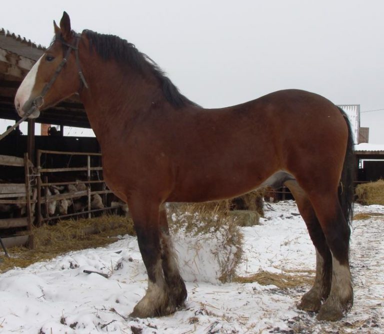 Vladimir Heavy Draft Horse Info, Origin, History, Pictures