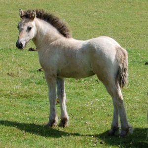 Highland Pony Information, History, Images, Pictures