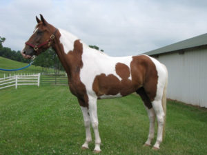 Spotted Saddle Horse Breed Information, History, Videos, Pictures