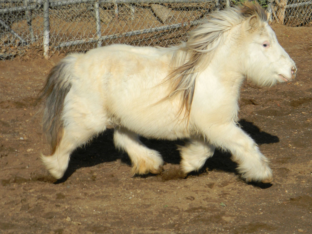 UK Horses HorseBreedsPictures HorseBreedsPictures