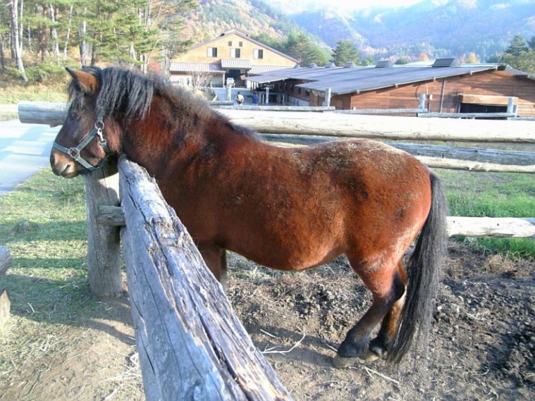 Kiso Horse Breed Information, History, Videos, Pictures