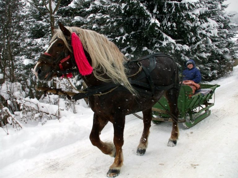 Romanian Horses