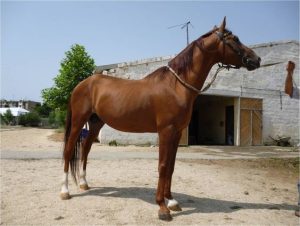 Karabakh Horse 300x226 