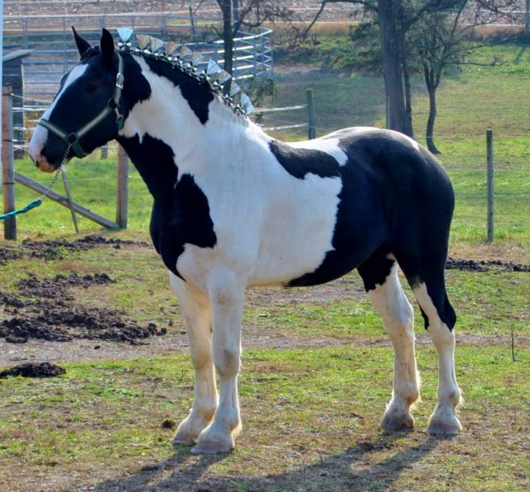 Spotted Draft Horse Breed Information, History, Videos, Pictures