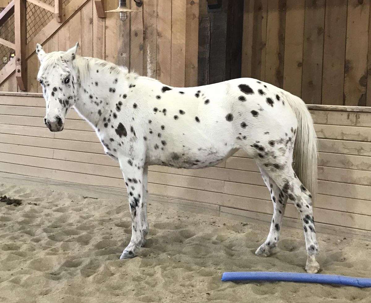 34++ Show me a picture of an appaloosa information