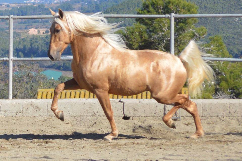 purebred spanish horse