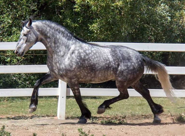 Warlander Horse Breed Information, History, Videos, Pictures