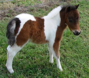 Pinto Horse Facts with Pictures | HorseBreedsPictures.com