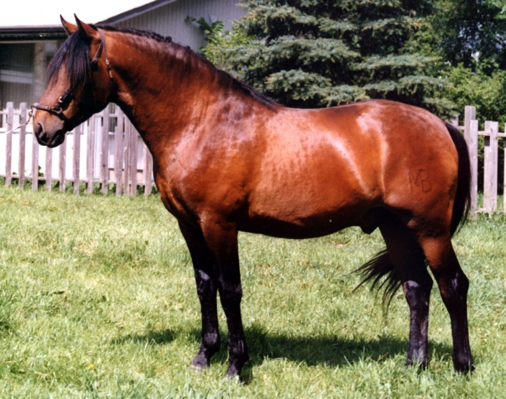 Chestnut Horse Facts With Pictures | HorseBreedsPictures.com