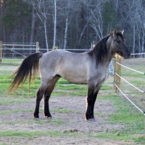 Grulla Horse Facts with Pictures