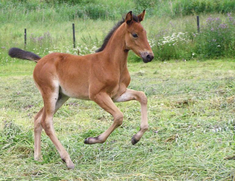 horse baby born