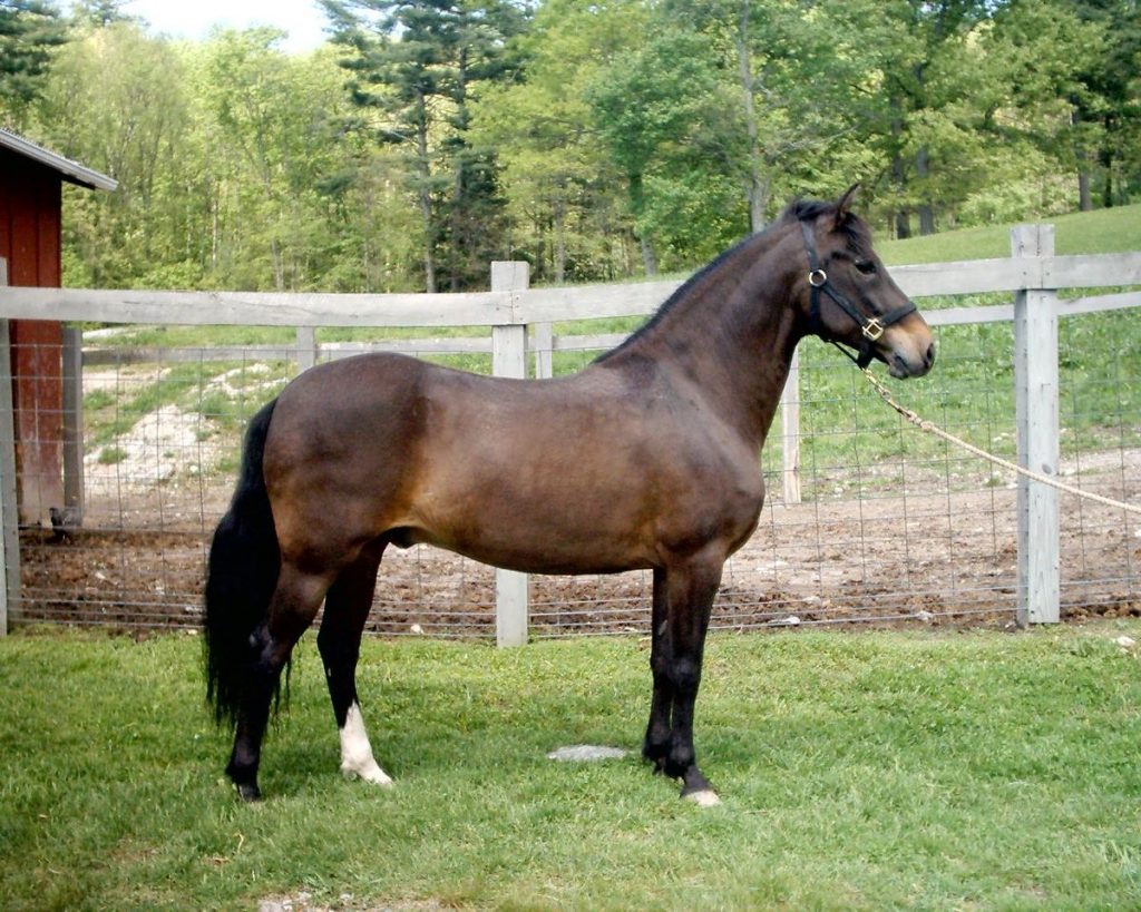 Brown Horse Facts with Pictures