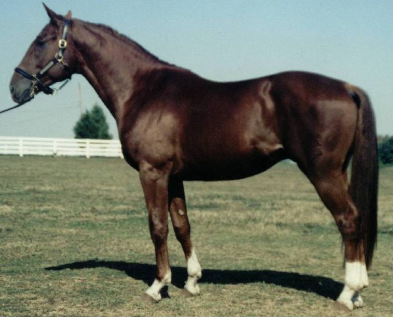 Chestnut Horse Facts with Pictures | HorseBreedsPictures.com