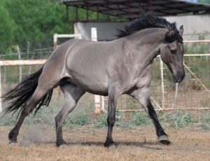 Grulla Horse Facts with Pictures