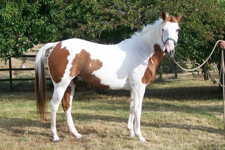 Pinto Horse Facts with Pictures | HorseBreedsPictures.com