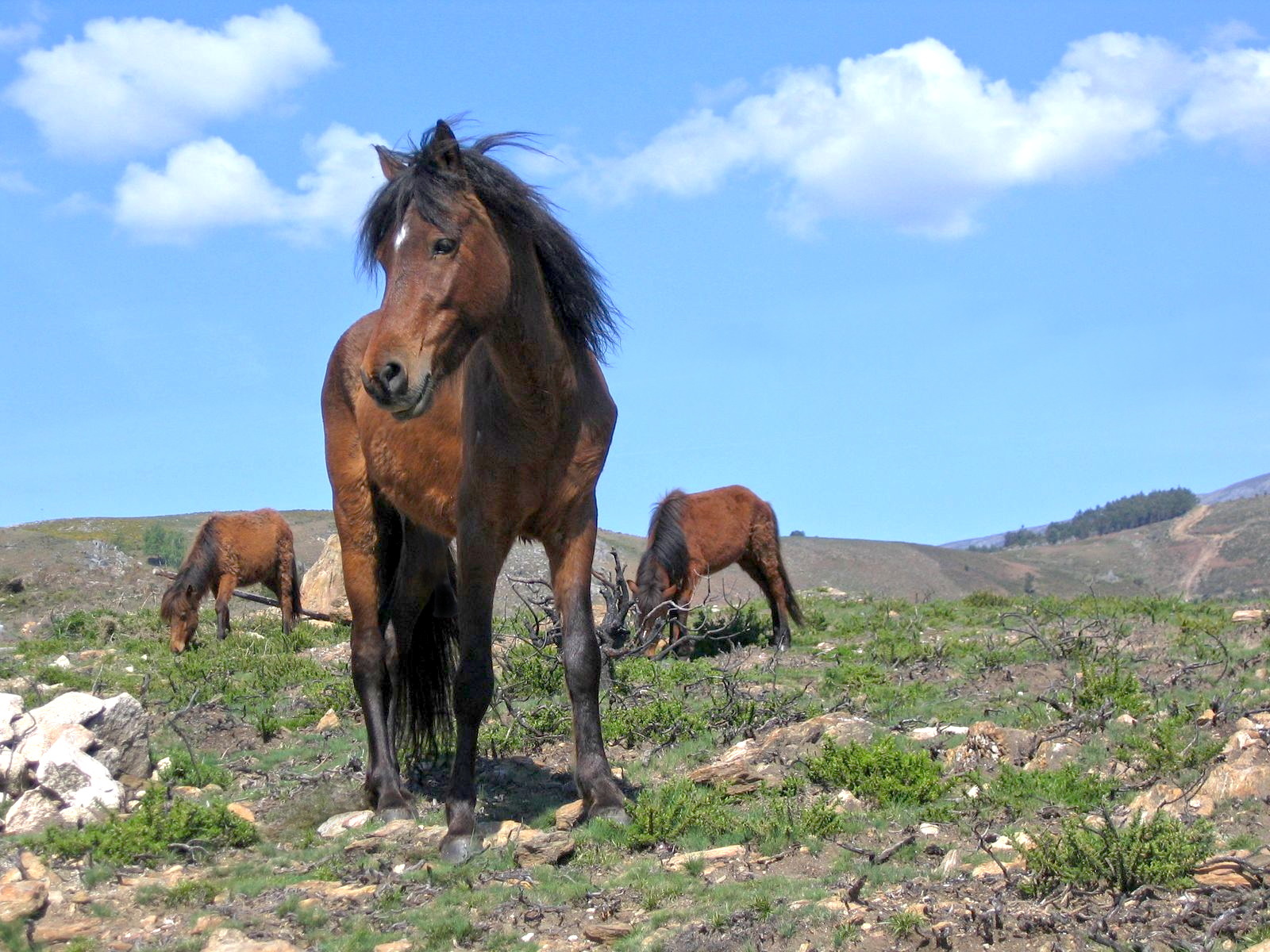 History And Origin Of Horses