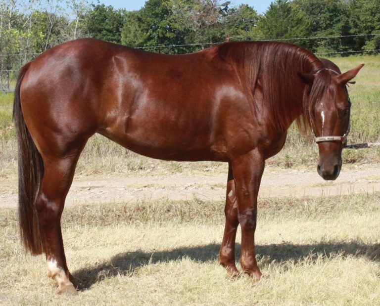 Sorrel Horse Facts with Pictures