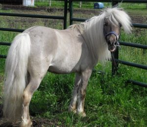 Grulla Horse Facts with Pictures