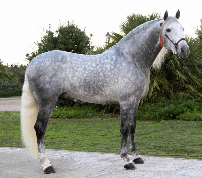 Dapple gray horses: what are they and what their particular features and  care needs are
