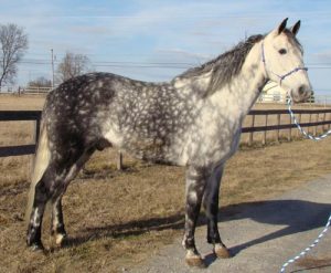 Dapple Gray Horse Facts with Pictures