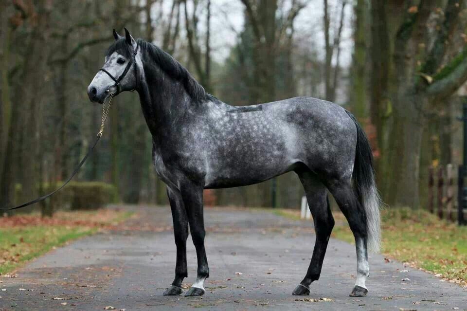 dark dapple grey horse