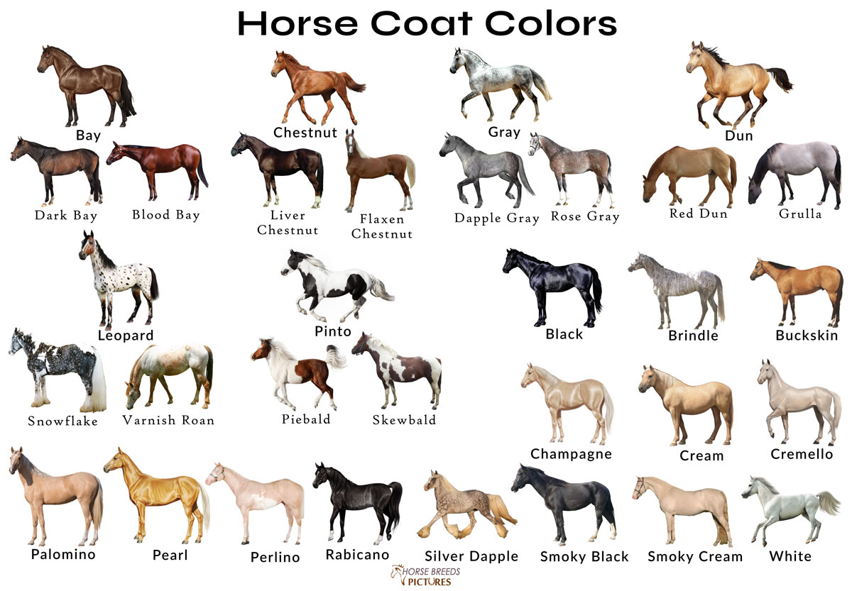 pearl horse color